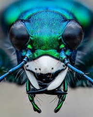 Spotted Tiger Beetle (Cicindela sexguttata), Benjamin Salb